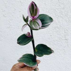 Tradescantia Nanouk Clipping
